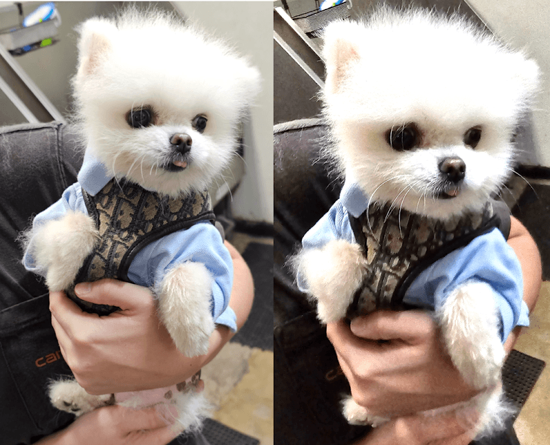 Point Loma Dog Salon N Spa