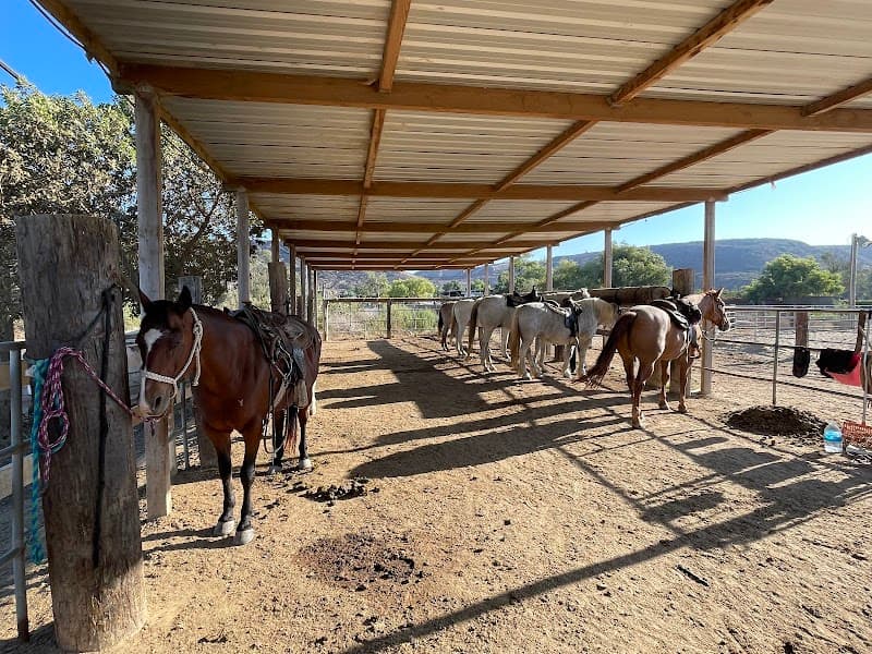 Pony Land: Pony Rides & Petting Zoo photo 3