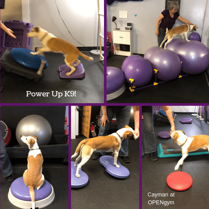 Power Up K9! photo 2