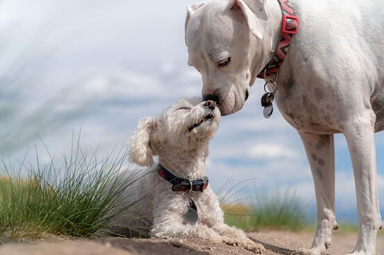 Preferred Pets Cremation photo 3