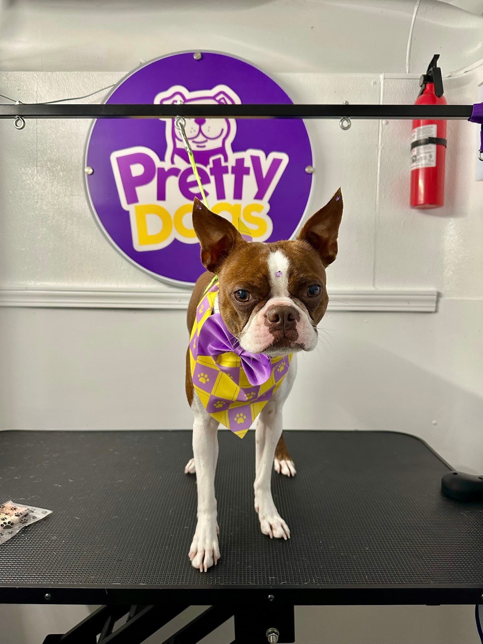 Pretty Dogs Mobile Grooming
