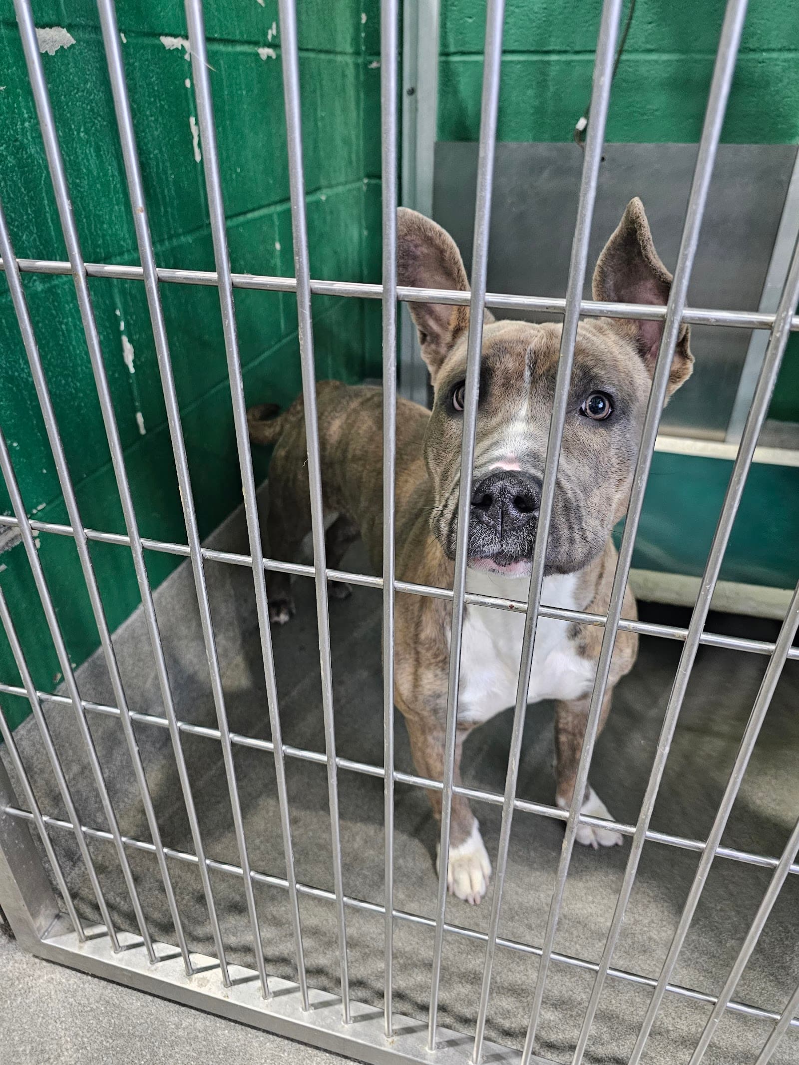 Prince George's County Animal Services Facility & Adoption Center