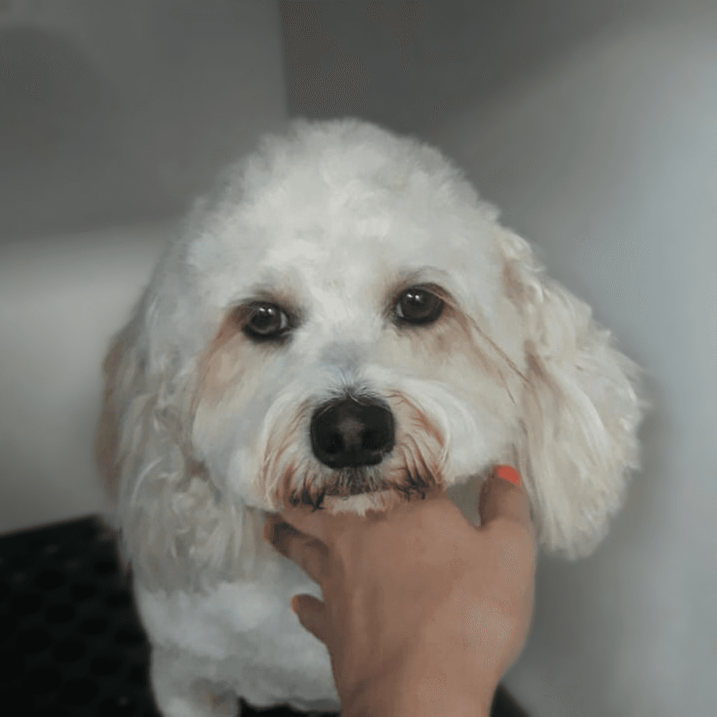 Pristine Pet Spa (Mobile grooming)
