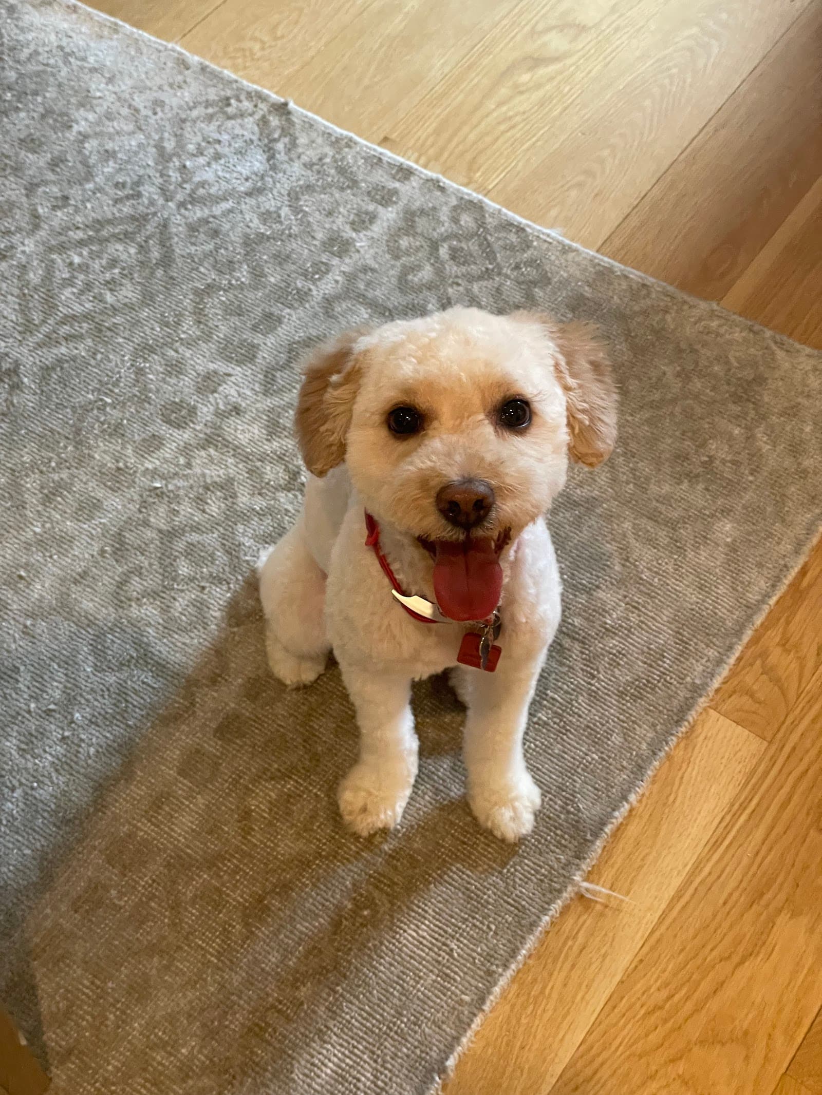 pupculture FiDi