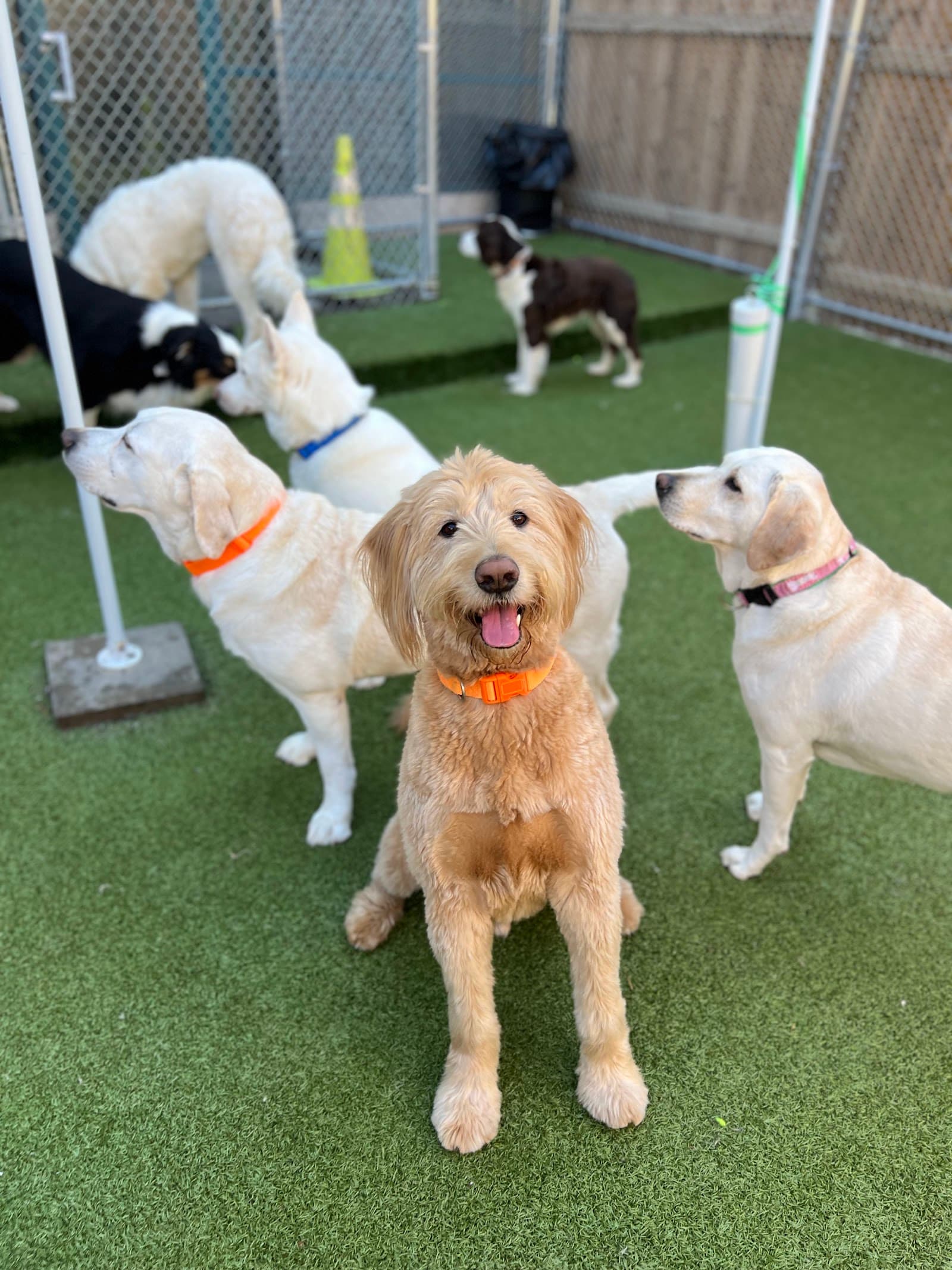 Puppy Haven - Buckhead