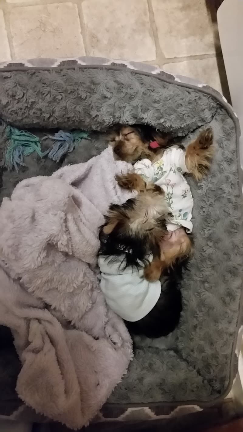 Puppy Town photo 2