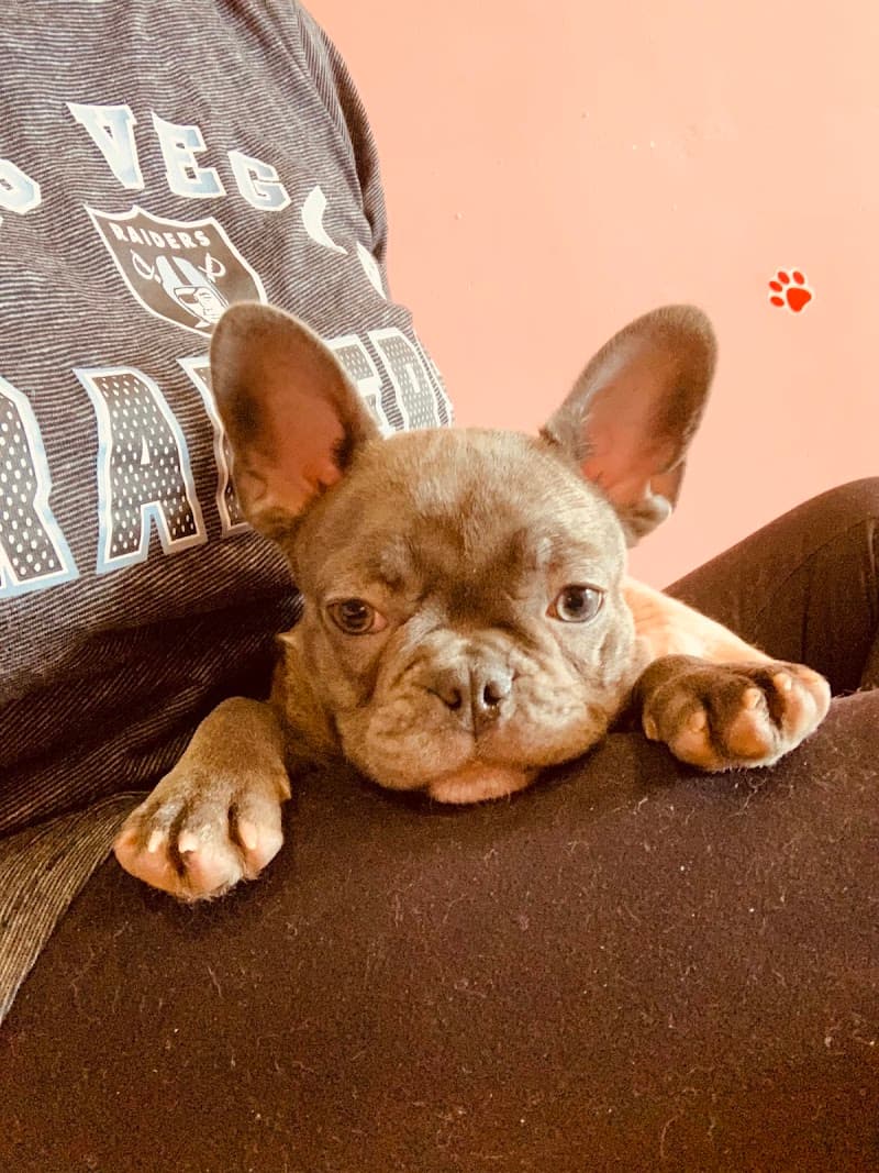 Puppy Town photo 3