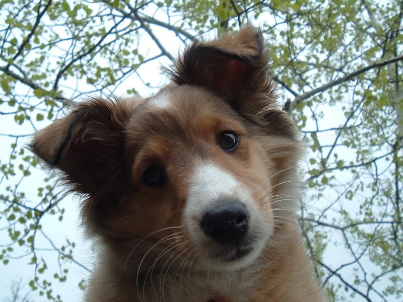Pups Home Care, LLC photo 2