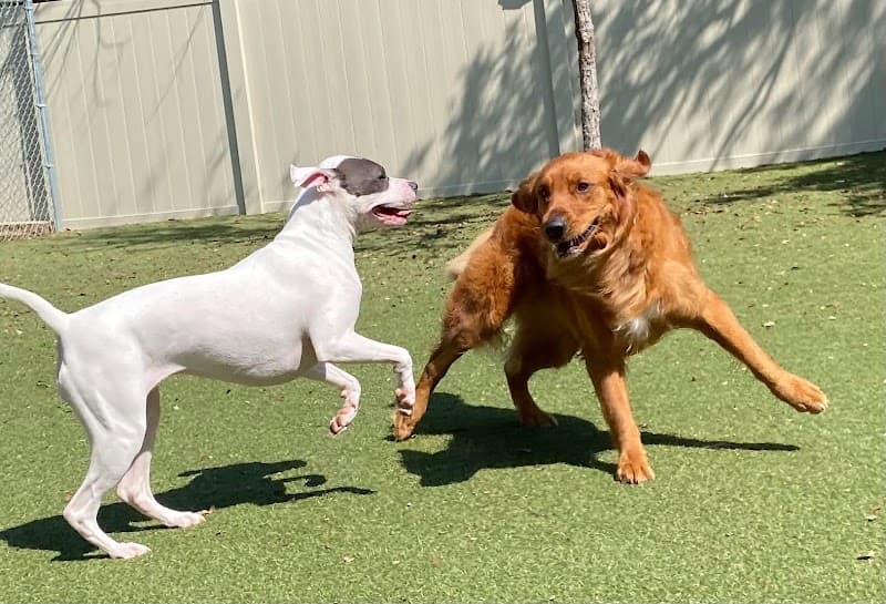 Pups & Pals Pet Lounge photo 2