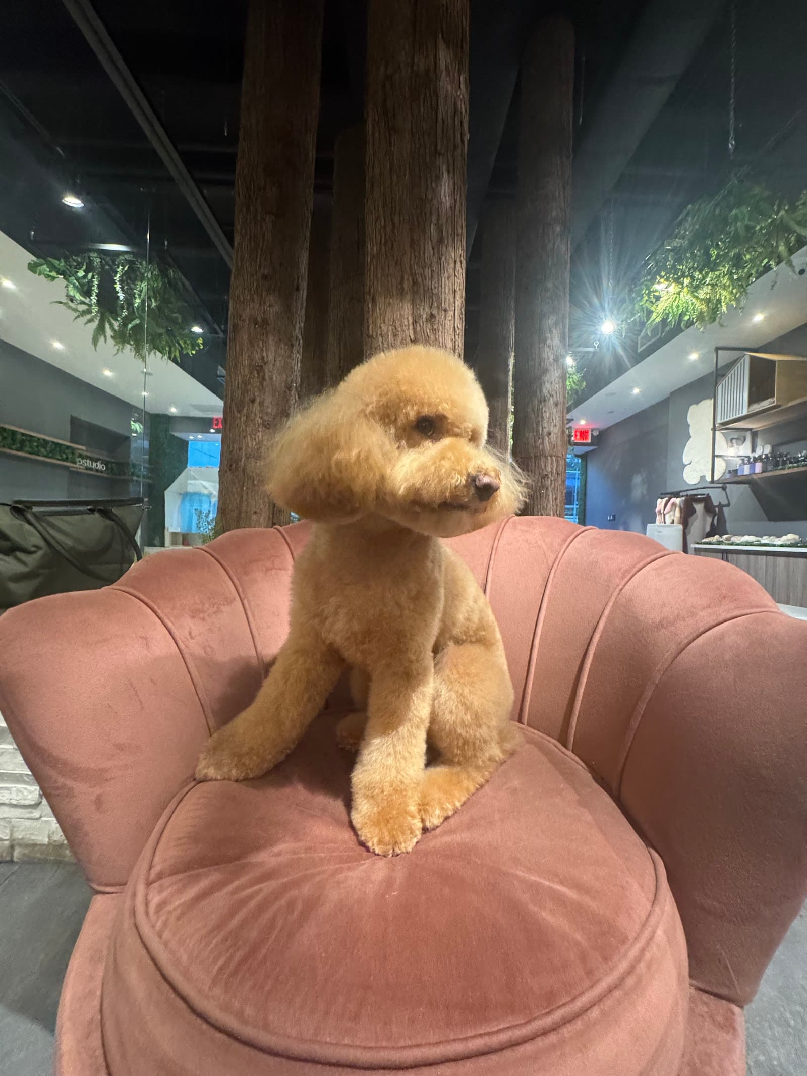 Pupstudio NYC