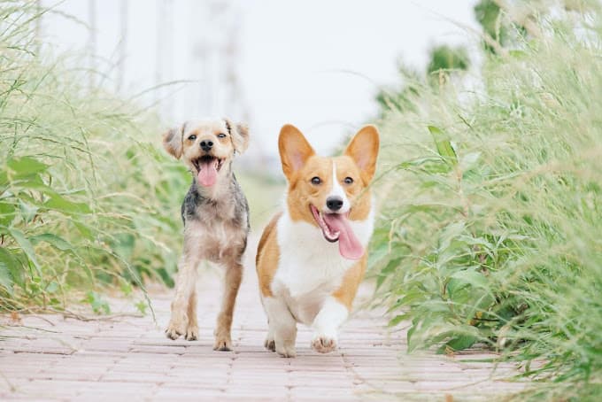 Pure In-Home Pet Sitting
