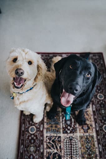Pure In-Home Pet Sitting photo 2