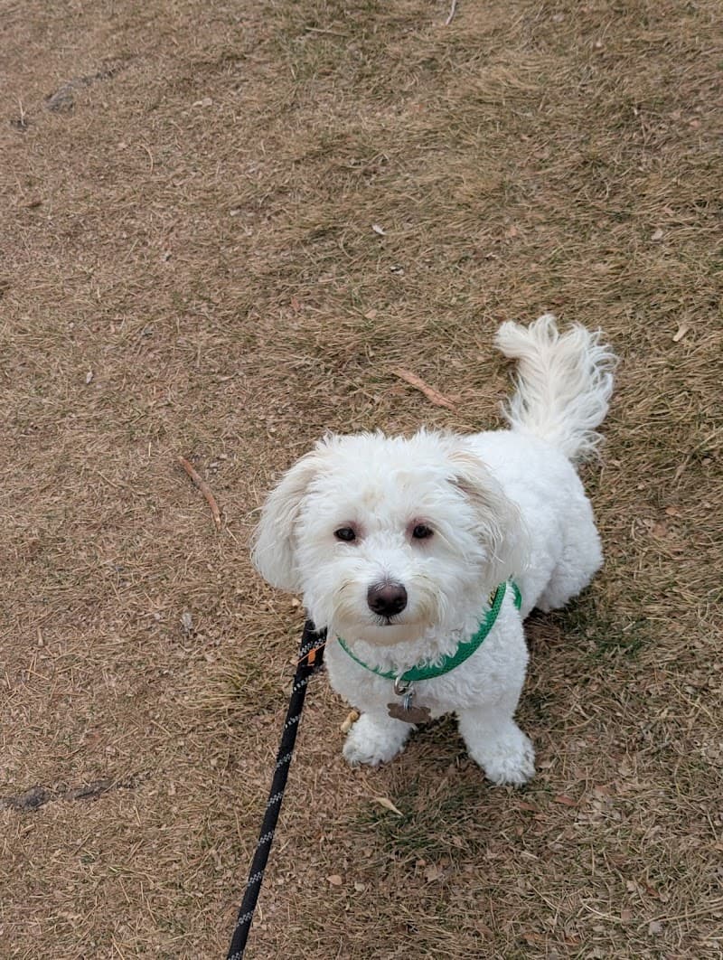 Pure In-Home Pet Sitting photo 6