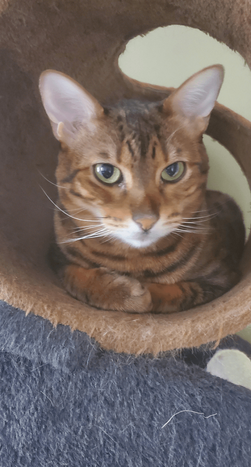 Purr-Fect Pet Sitting photo 3