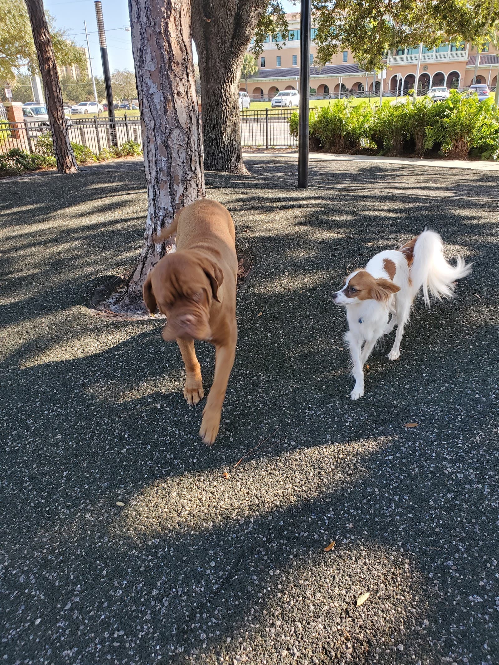Queenie's Dog Park