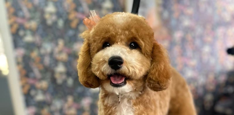 Quinny's Pet Grooming photo 3