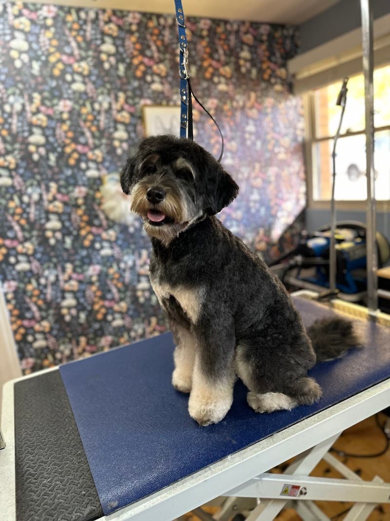 Quinny's Pet Grooming photo 4