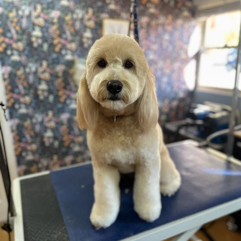 Quinny's Pet Grooming photo 5