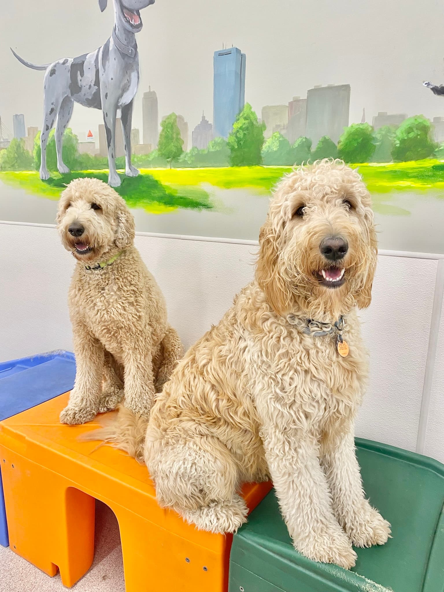 Red Dog Pet Resort & Spa at North Station