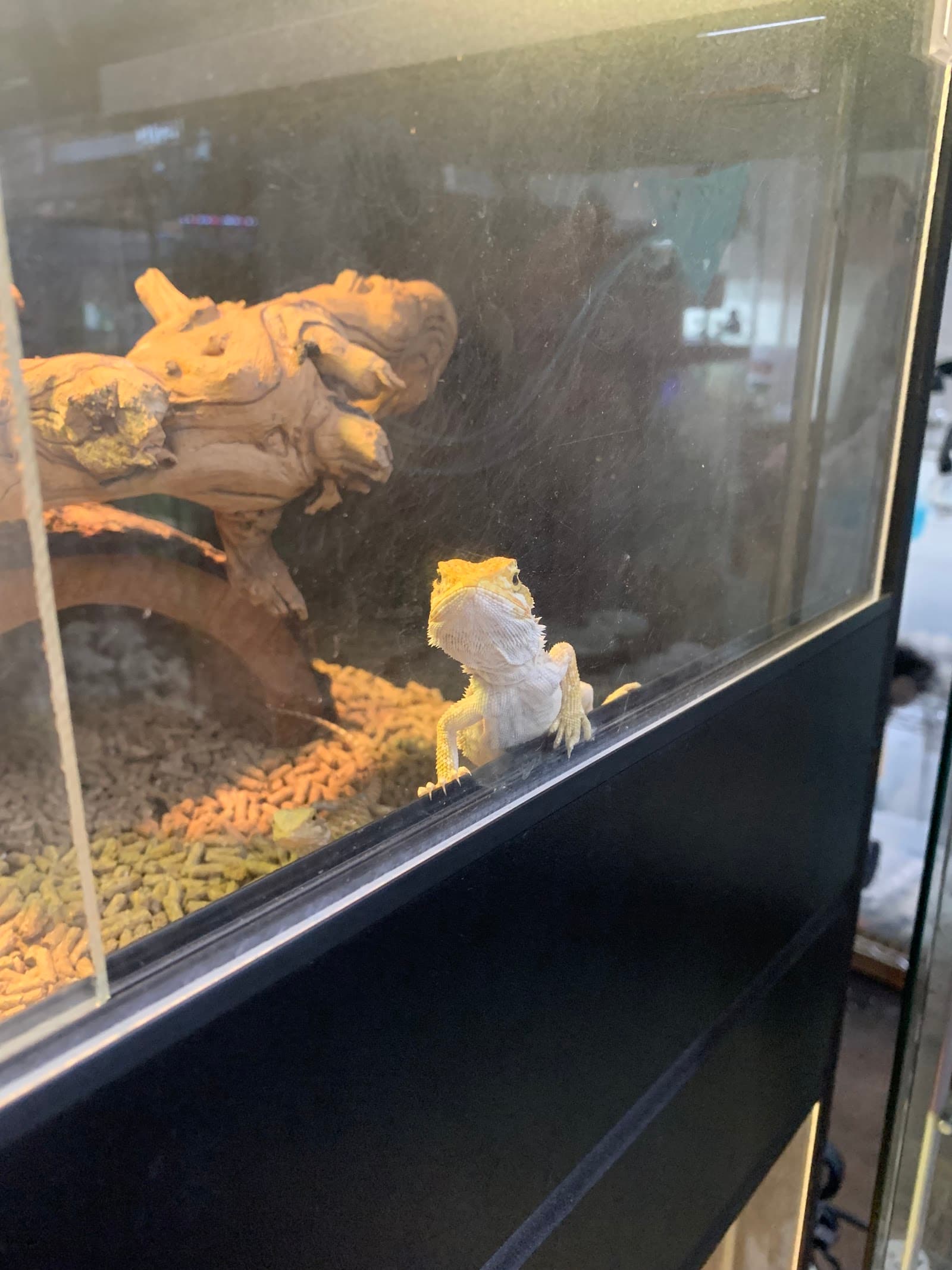Reptiles