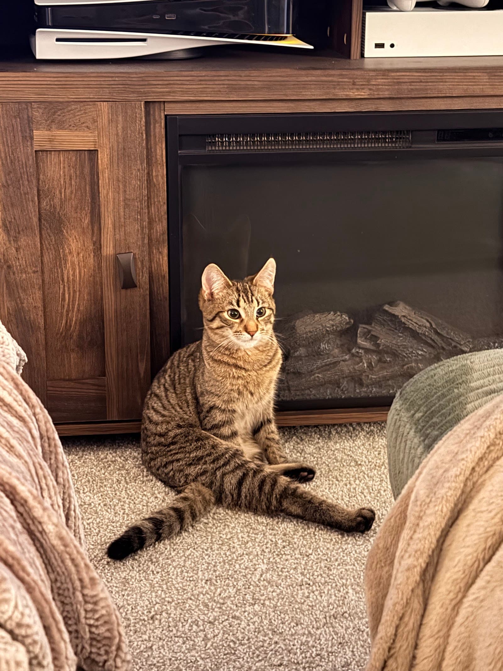Rescue Purrfect