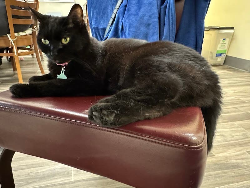 Rescued Treasures Cat Cafe by PALnv photo 3