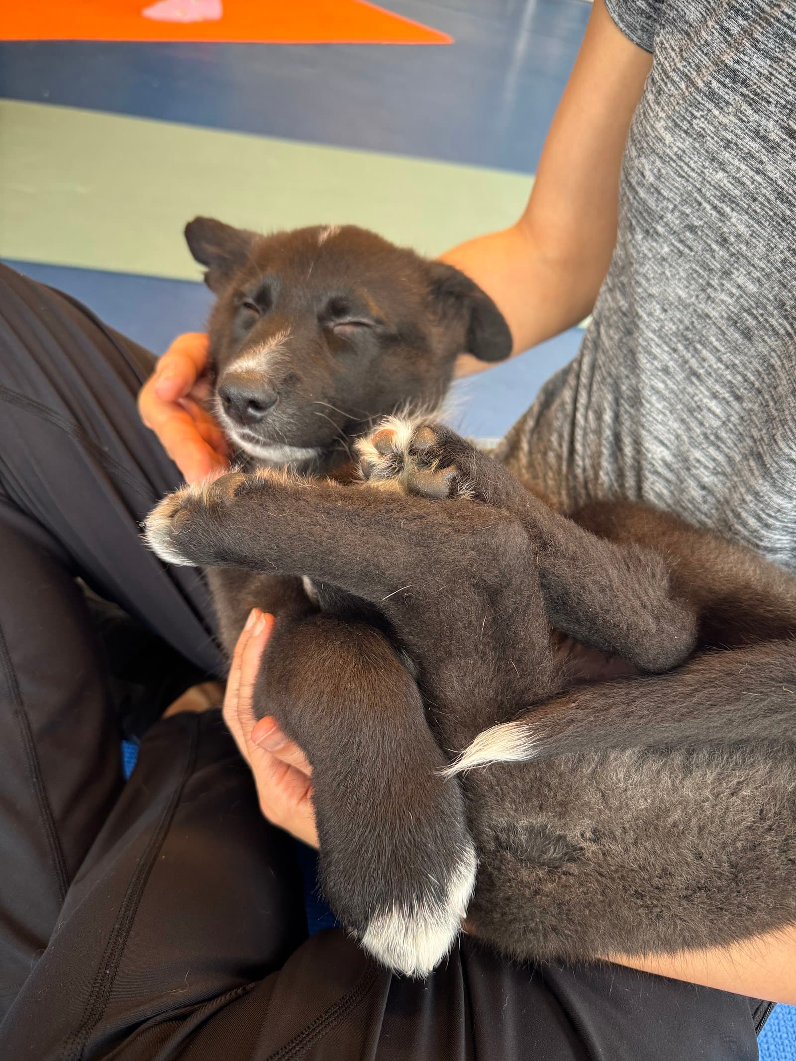 Resilient Hearts Animal Sanctuary