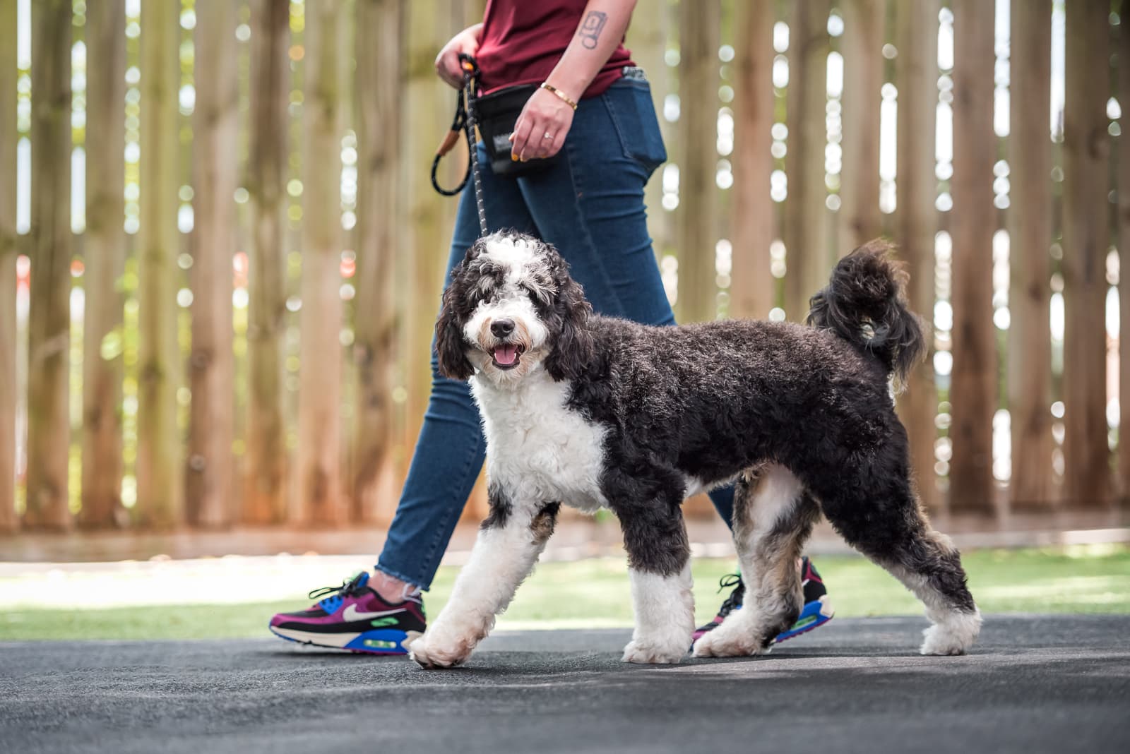 Revival Dog Training - West University