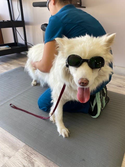 Revive Veterinary Rehab photo 3