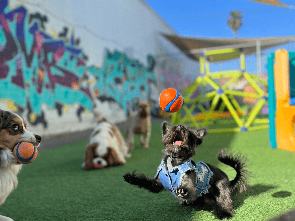 Riley's Doggie Daycare