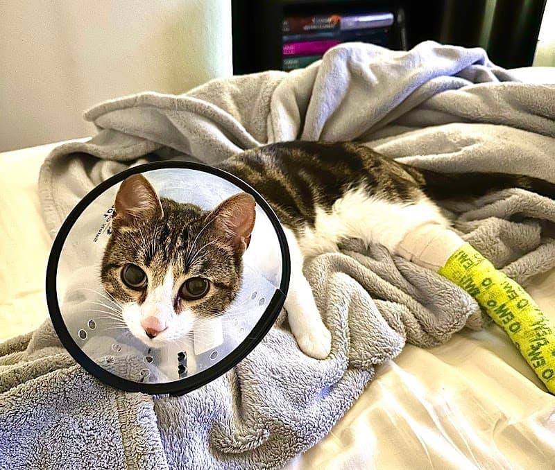 RiNoVet Animal Emergency Care photo 2