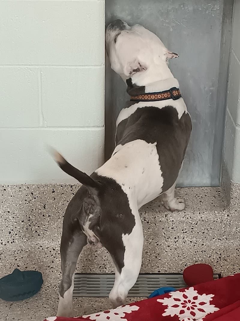 Riverdale Animal Shelter photo 2
