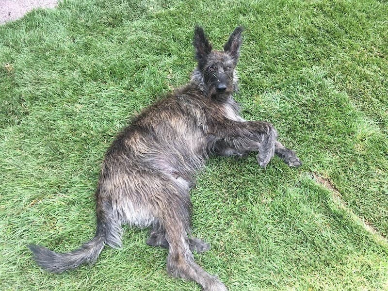 Roaring Fork Animal Rehabilitation & Fitness photo 3