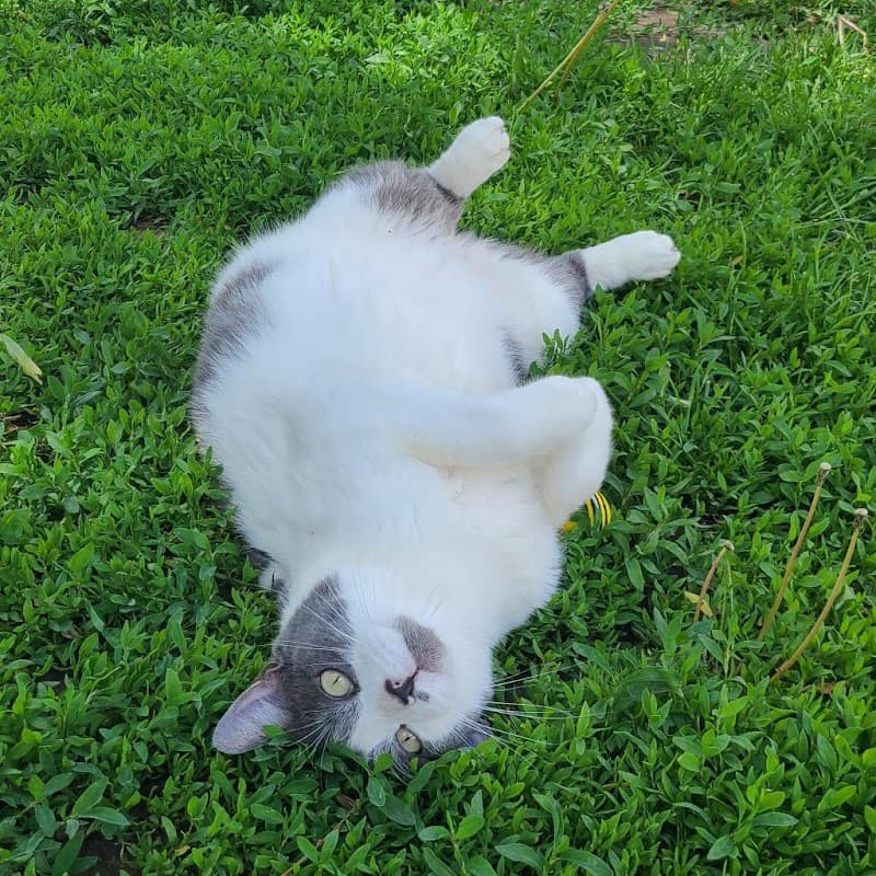 Rocky Mountain Feline Rescue photo 2