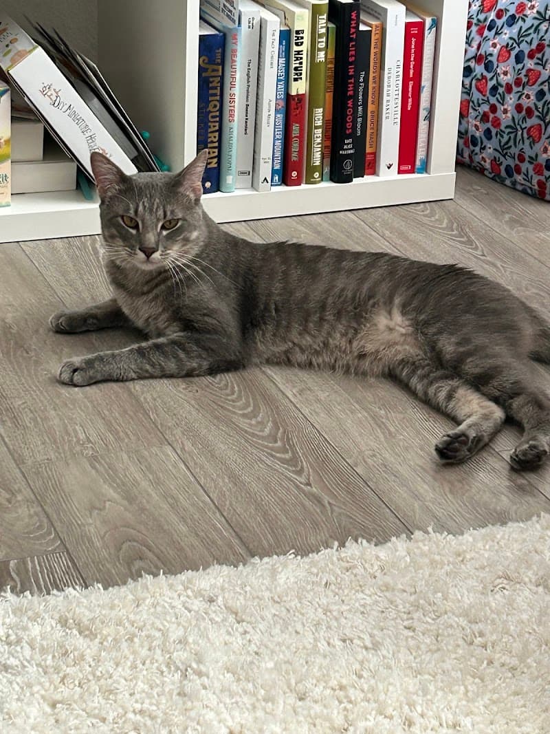 Rocky Mountain Feline Rescue photo 3
