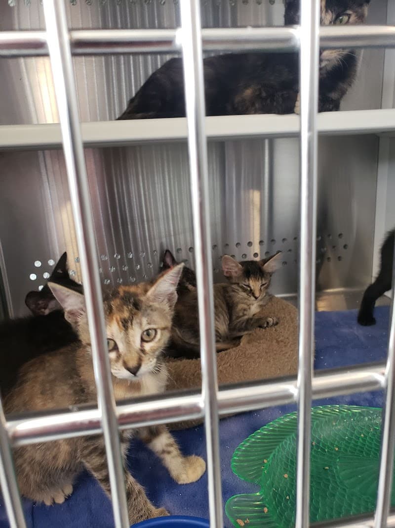Rocky Mountain Feline Rescue photo 6