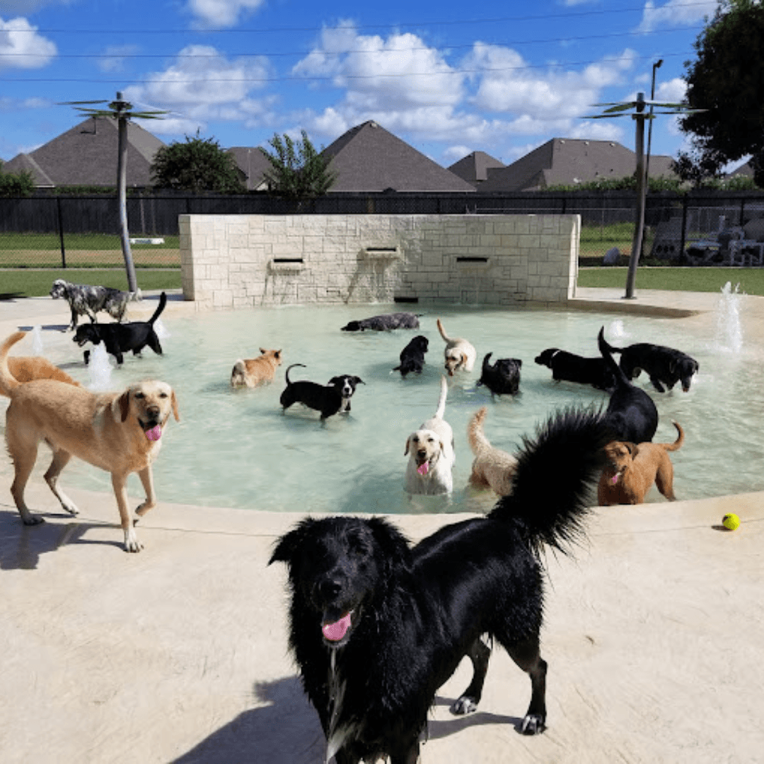 Rover Oaks Pet Resort, Houston