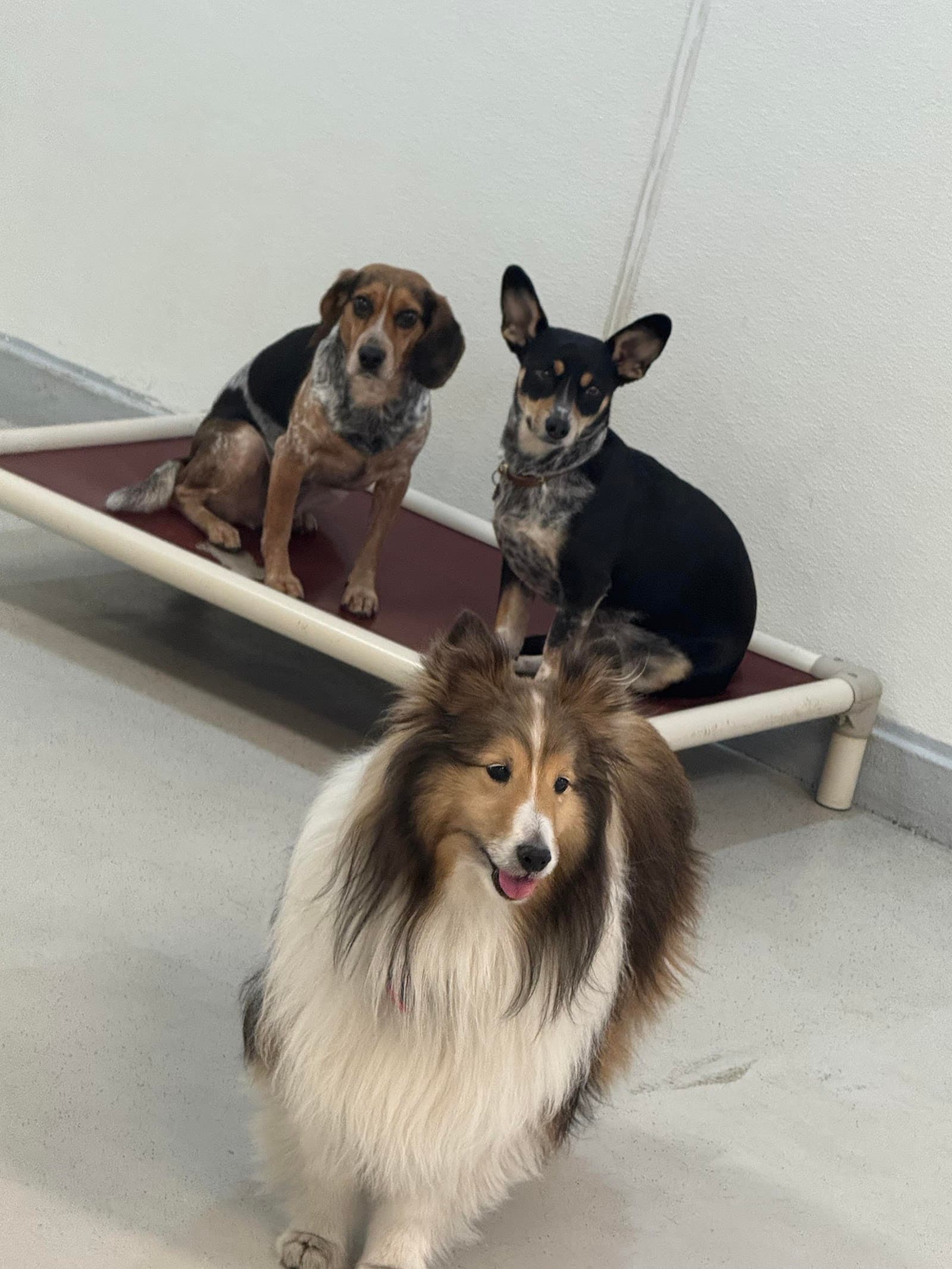 Ruff Club Dog Daycare & Grooming