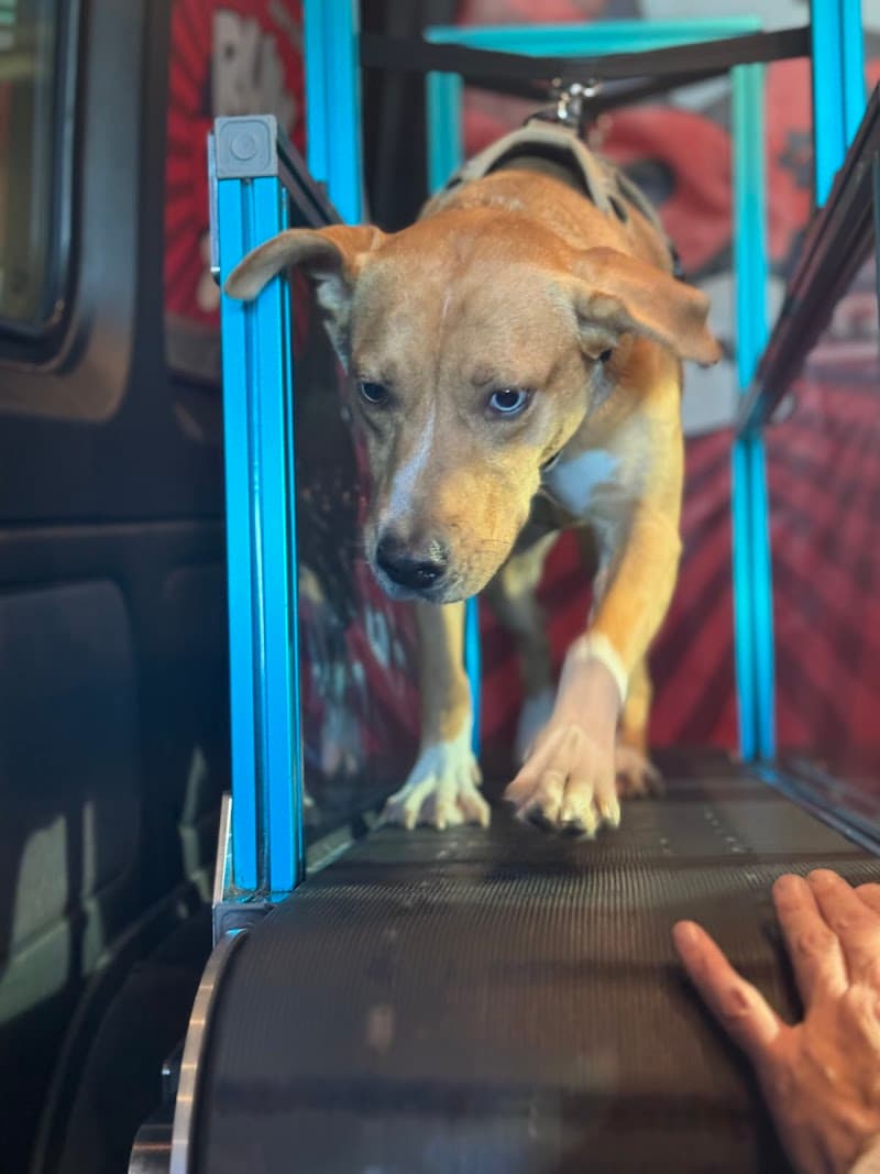 RUN DAWG Mobile Dog Gym photo 3