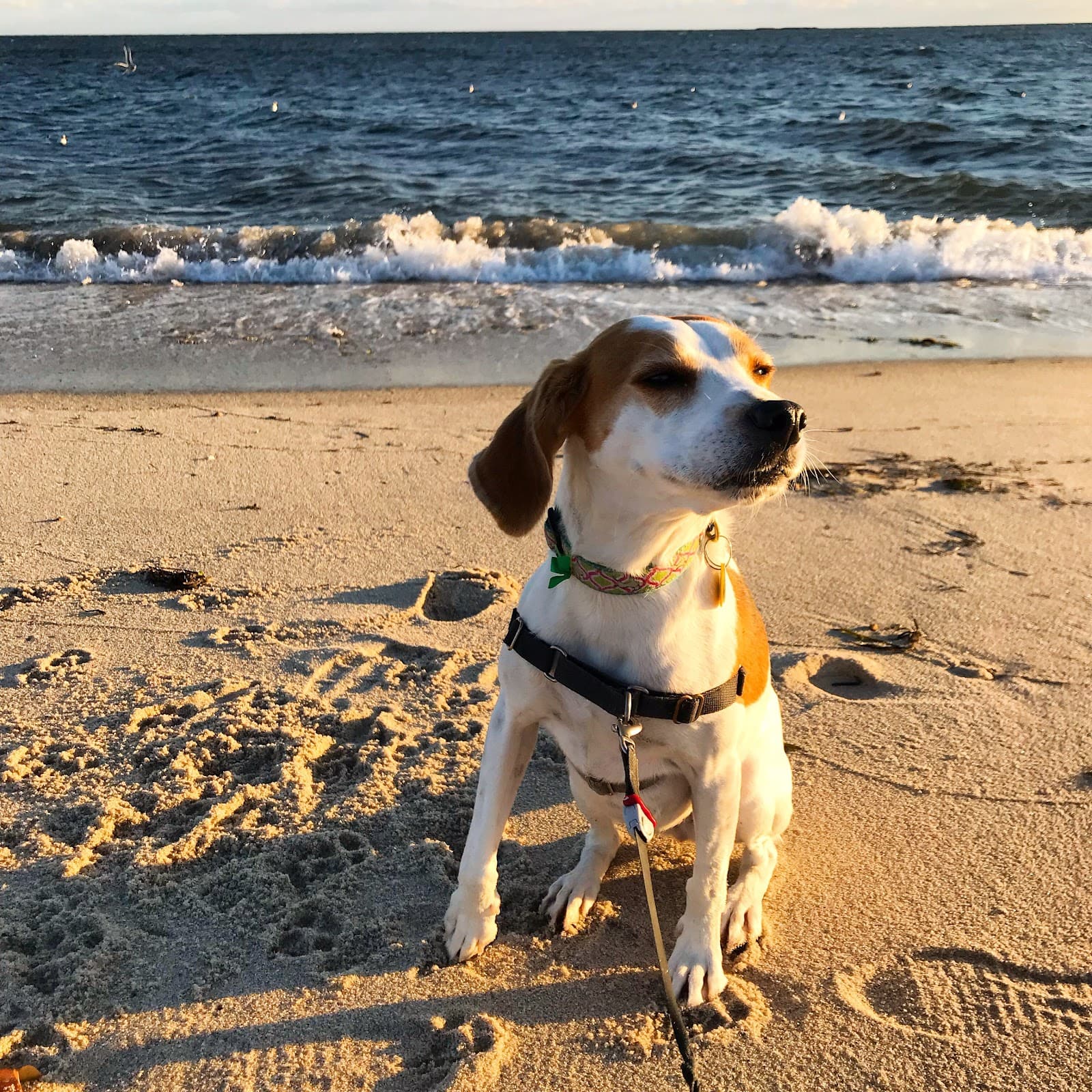 Rural Dog Rescue