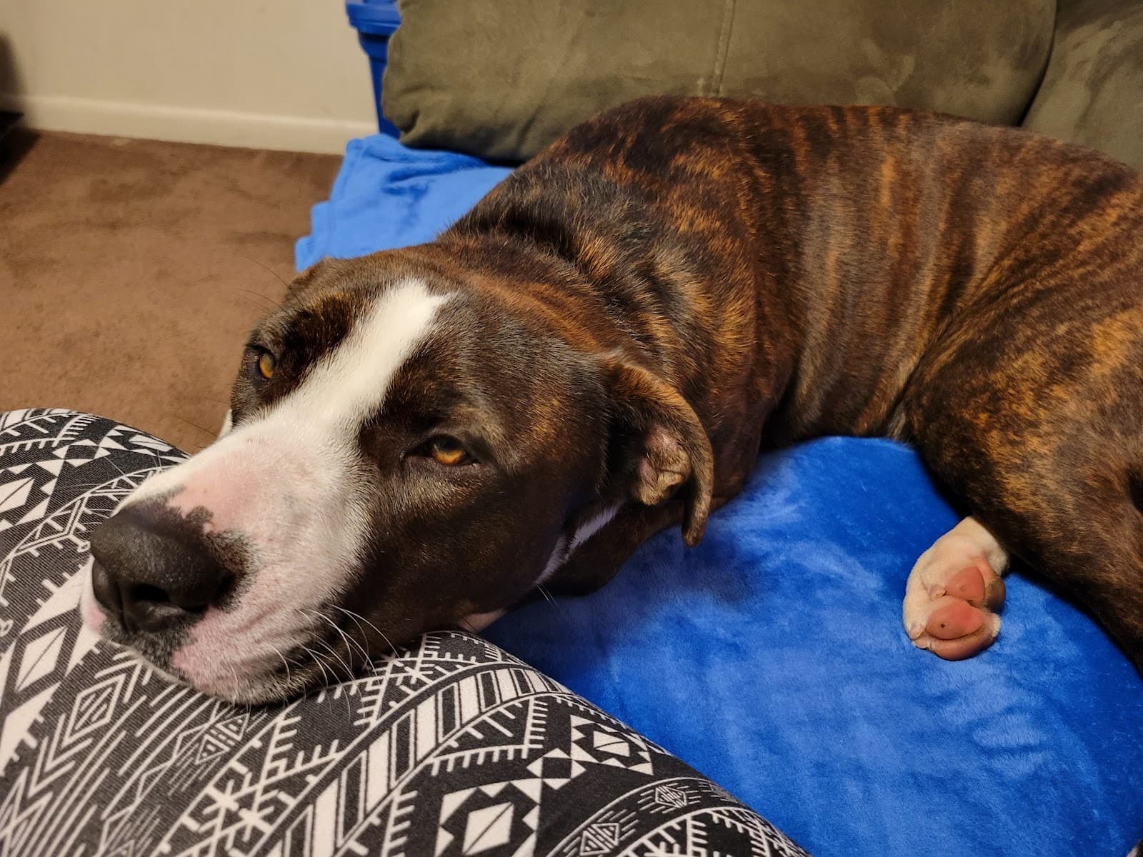 Rusty’s Legacy Dog Rescue