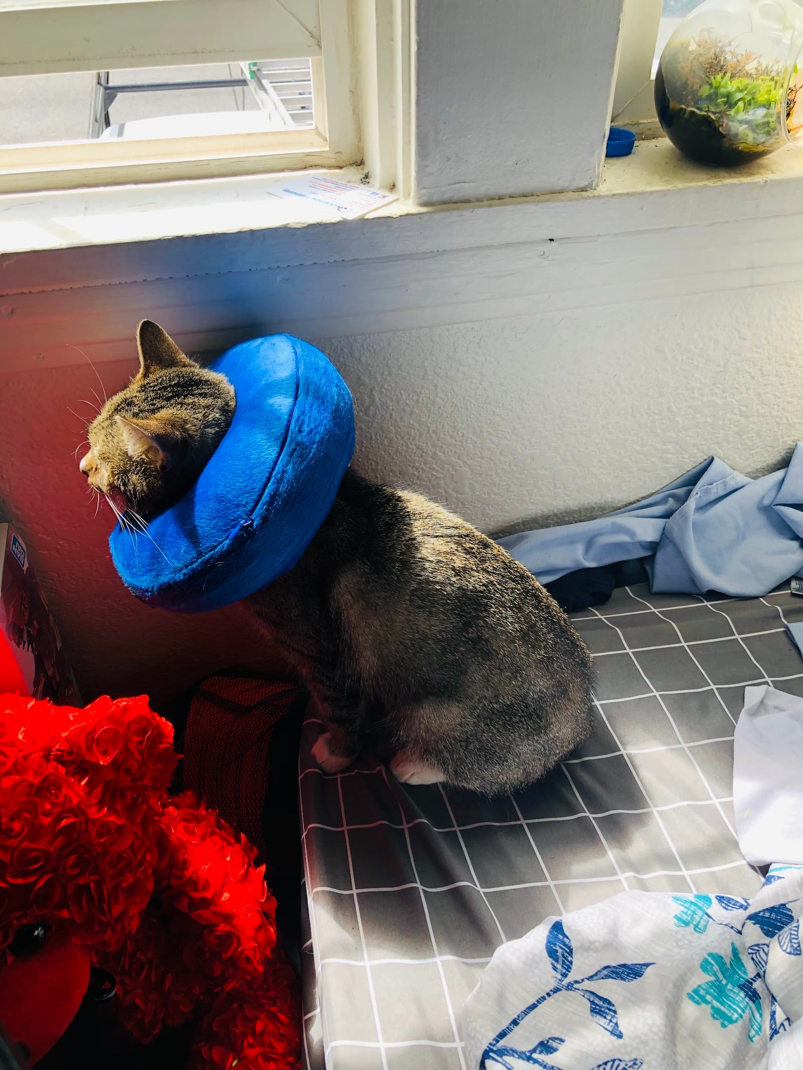 Sacramento Veterinary Referral: Hammond Genevieve DVM