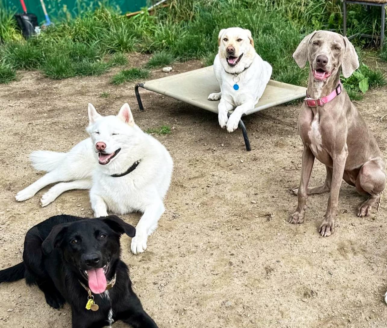 Sam’s Pet Patrol LLC