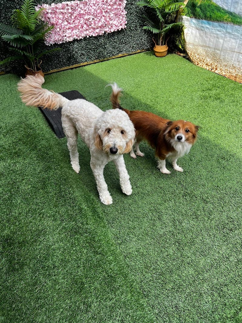 San Diego Dog Training photo 3