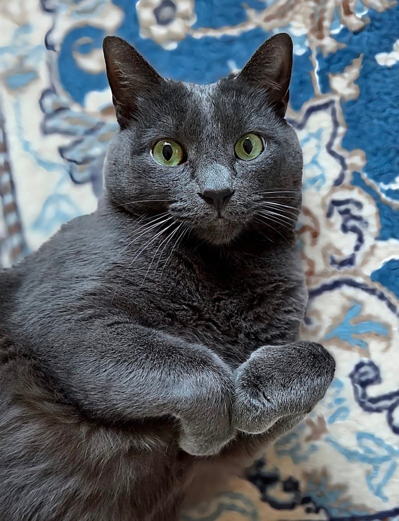 San Diego Humane Society's Oceanside Campus (Cats, Small Pets) photo 2