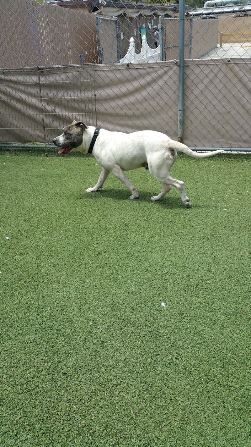 San Diego Humane Society's Oceanside Campus (Dogs) photo 2