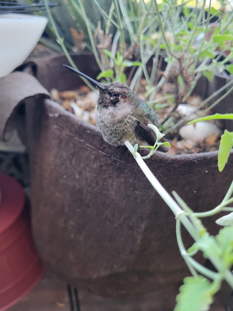 San Diego Humane Society's Project Wildlife
