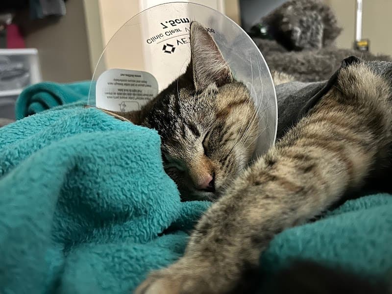 San Diego Veterinary Urgent Care photo 3