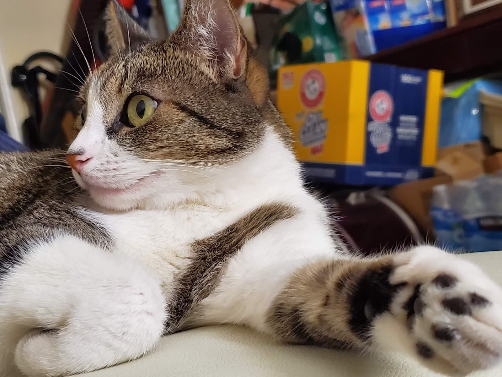 San Gabriel Valley Humane Society