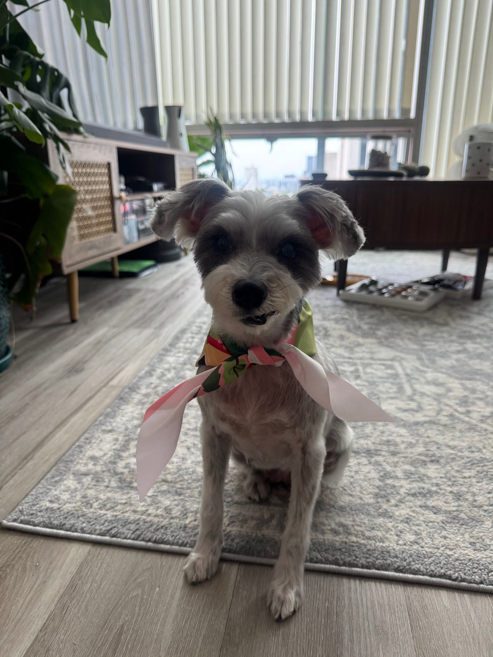 Sasha pet salon